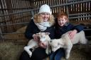 Brymore Academy organised Lambing event in Cannington.