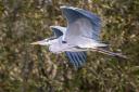 Grey Herons opt to nest in the reed beds in Somerset's marshes.