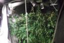 A CANNABIS plant in a grow tent