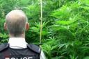 POLICE seized these suspected giant cannabis plants from a property in Bridgwater Road, Taunton, on Wednesday. Photo: Avon and Somerset Police