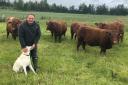 Neil Parish with his cattle.