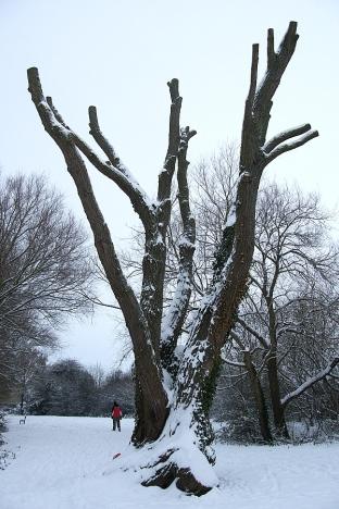 Snow in Bower Park. Photo: Graeme Neal