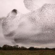 This incredible photo shows the moment that a swarm of flying starlings formed the image of a giant frog as they dodged a winged raptor amongst the clouds. See SWNS story SWSYfrog. A murmuration of starlings is always an astounding sight but this