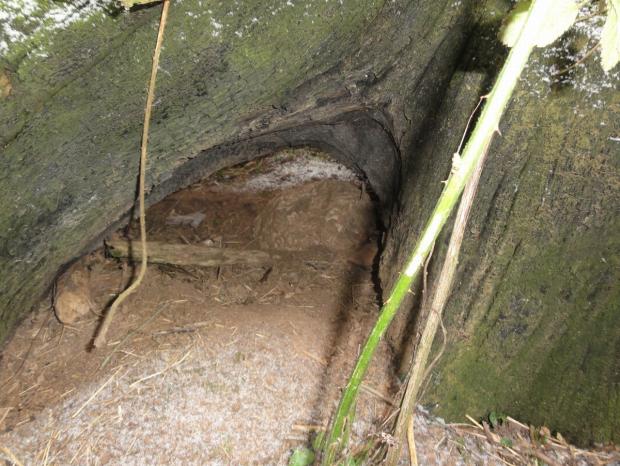 Possible hiding place of the North Petherton 'big cat'. Photo: Alex Bowler