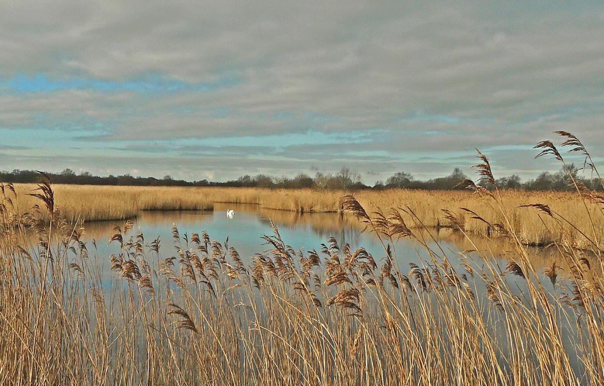 At Westhay Nature Reserve. PICTURE: Susan Cripps. Published: March 21