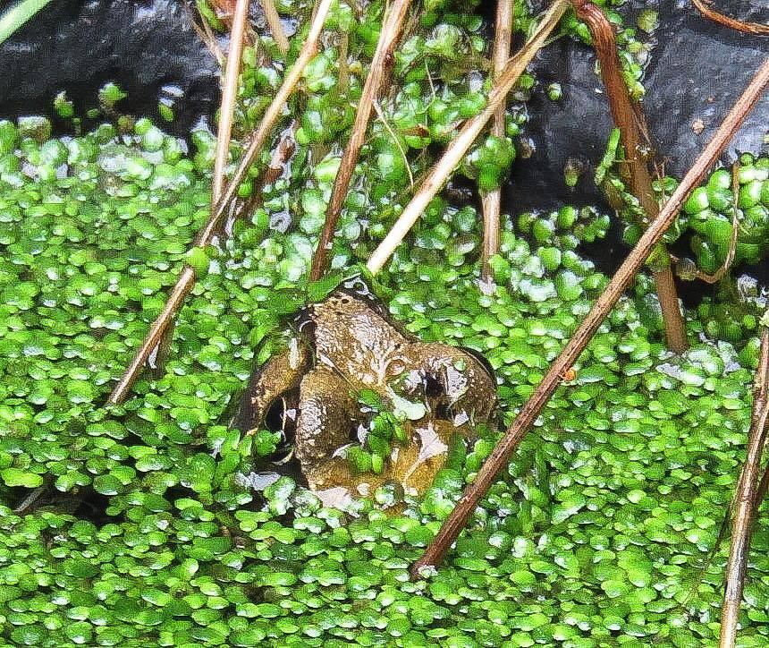 PEEK: A Frog in a Bridgwater pond by Britney Skye Watts. Published: March 28, 2017