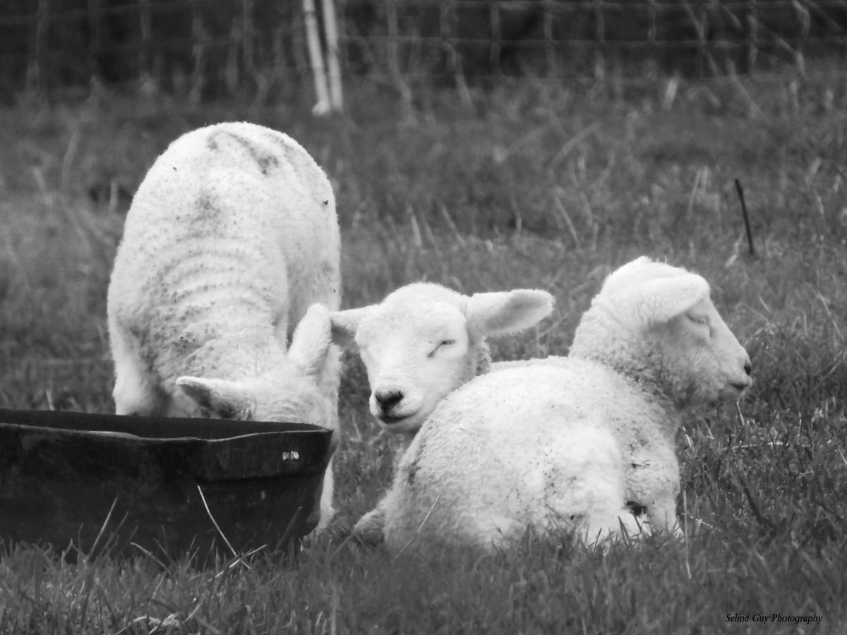 REST: Lambs in Chilton Trinity by Selina Guy. Published: March 28, 2017
