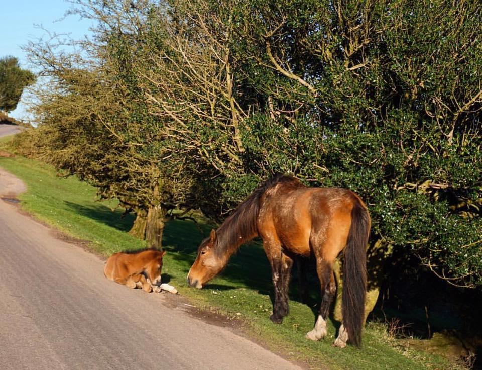 RESTING: A horse and foal on the Quantocks by Lottie Elizabeth. Published: April 4, 2017