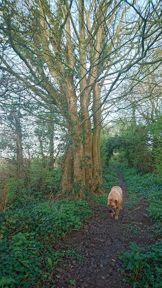 WALKIES: In the woods near Woolavington by Julie Gillett. Published: April 4, 2017