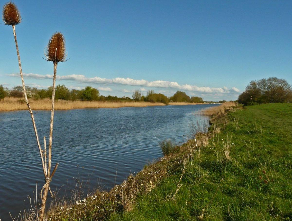 SCENE: On the banks of the Huntspill River by Susan Cripps. Published: April 4, 2017