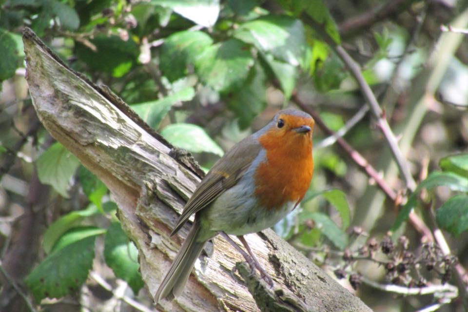 HELLO!: A robin in Wembdon by Roxi Watts. Published: April 11, 2017
