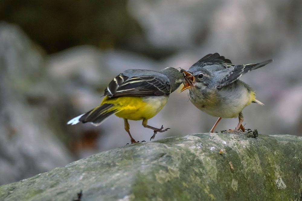 Grey wagtail feeding by Robert Keith Guildford. PUBLISHED: May 9, 2017.