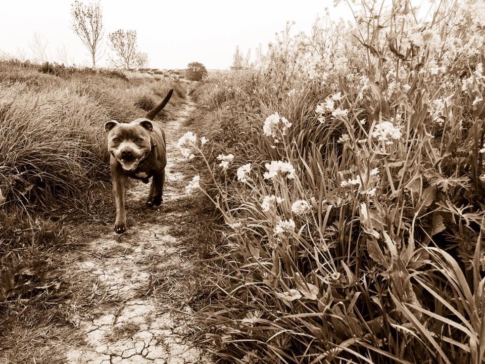 Missy enjoying a walk at the Bridgwater Taunton Canal, by Damian Smith. PUBLISHED: May 9, 2017.