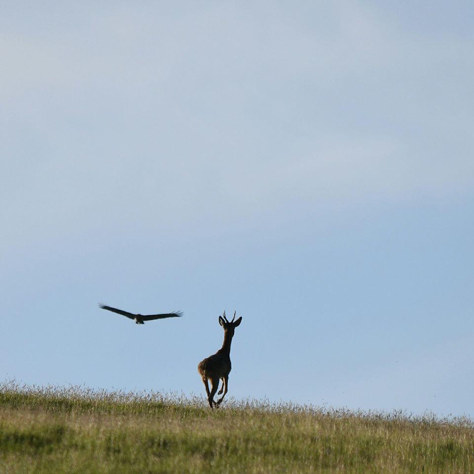 Rob Knight caught this roe buck and buzzard near Cheddar. PUBLISHED: May 23, 2017.