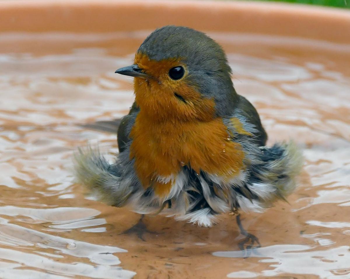 A robin in the bath by Carl Bovis in Westonzoyland. PUBLISHED: May 23, 2017.