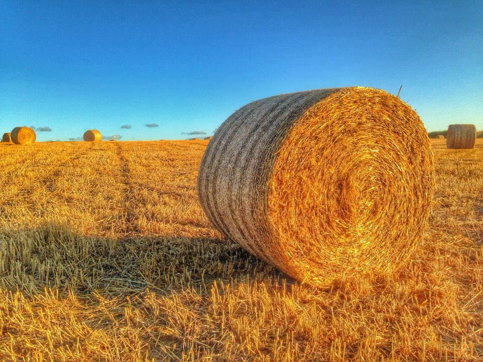 Hay bails in North Petherton by Debi Ann Moss. PUBLISHED: June 6, 2017.