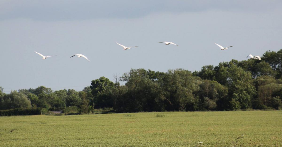 Flight of swans over Bridgwater by Roger Ballantine. PUBLISHED: June 20, 2017.