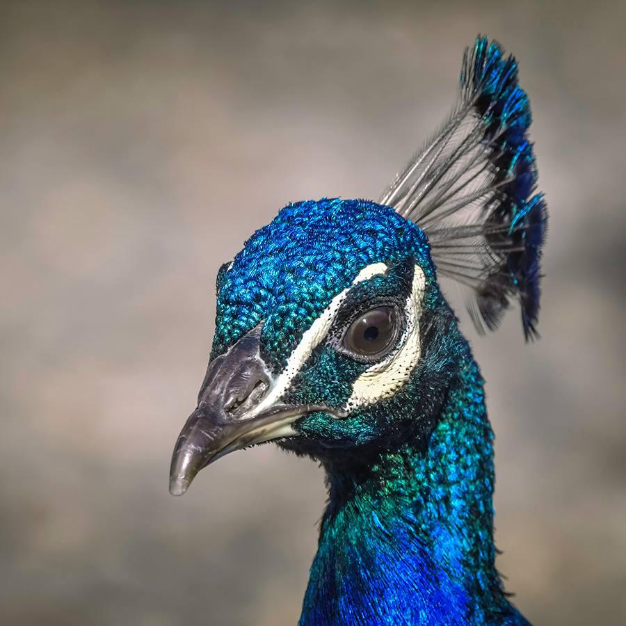 Peacock by Robert Keith Guildford. PUBLISHED: July 4, 2017.