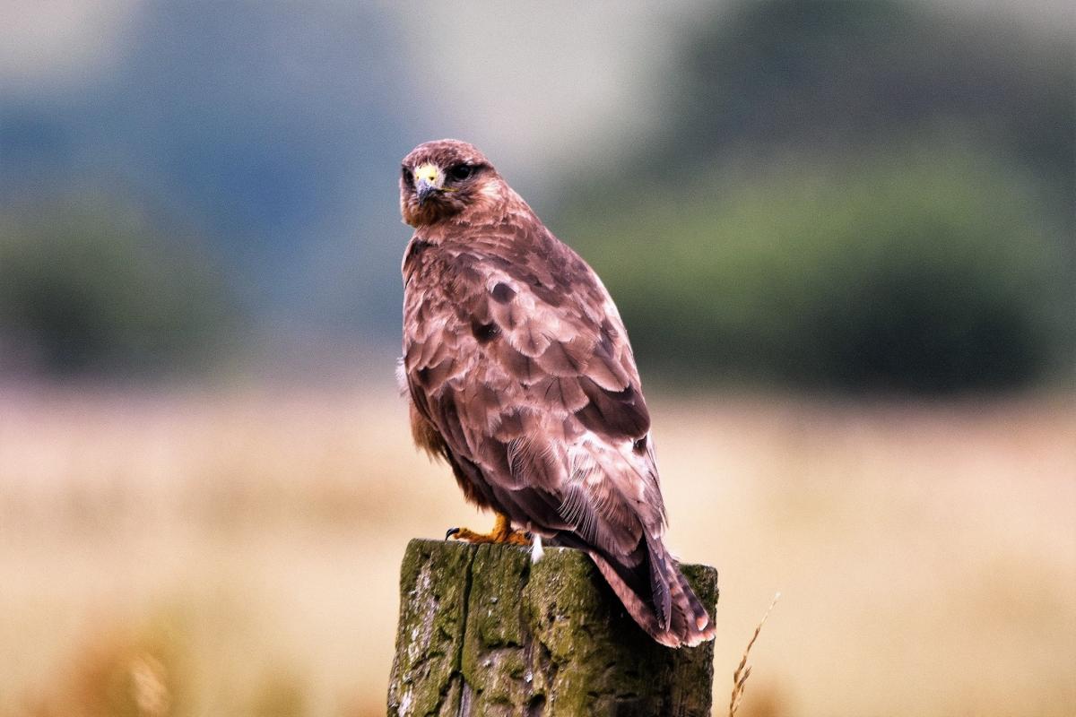Buzzard on Tealham Moor by Andy Linthorne. PUBLISHED: July 4, 2017.