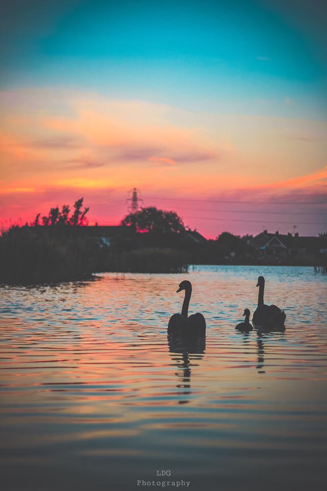 Swans at Dunwear Ponds by Laurence Douglas-Greene. PUBLISHED: July 11, 2017.