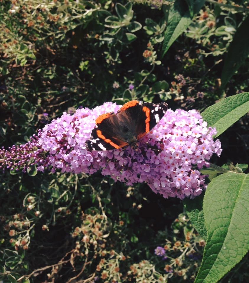A butterfly in Bridgwater by Sarah Harper. PUBLISHED: July 11, 2017.