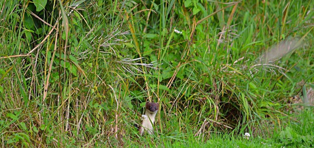 A weasel at Greylake Nature Reserve by Lock Darren. PUBLISHED: July 18, 2017.