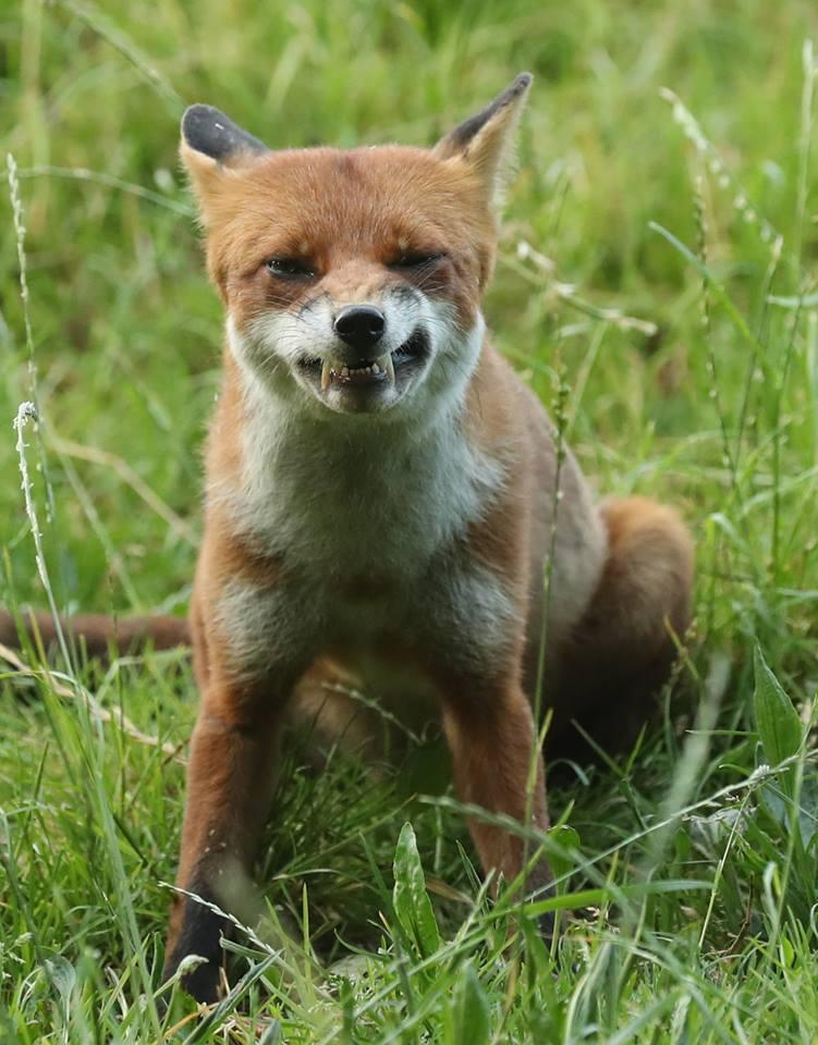 A fox shows its teeth by Jeff Acreman. PUBLISHED: July 18, 2017.