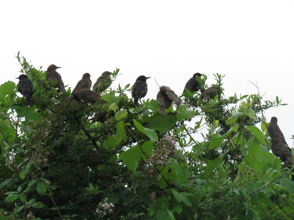 Young starlings snapped by Isabel Sweet. PUBLISHED: July 18, 2017.
