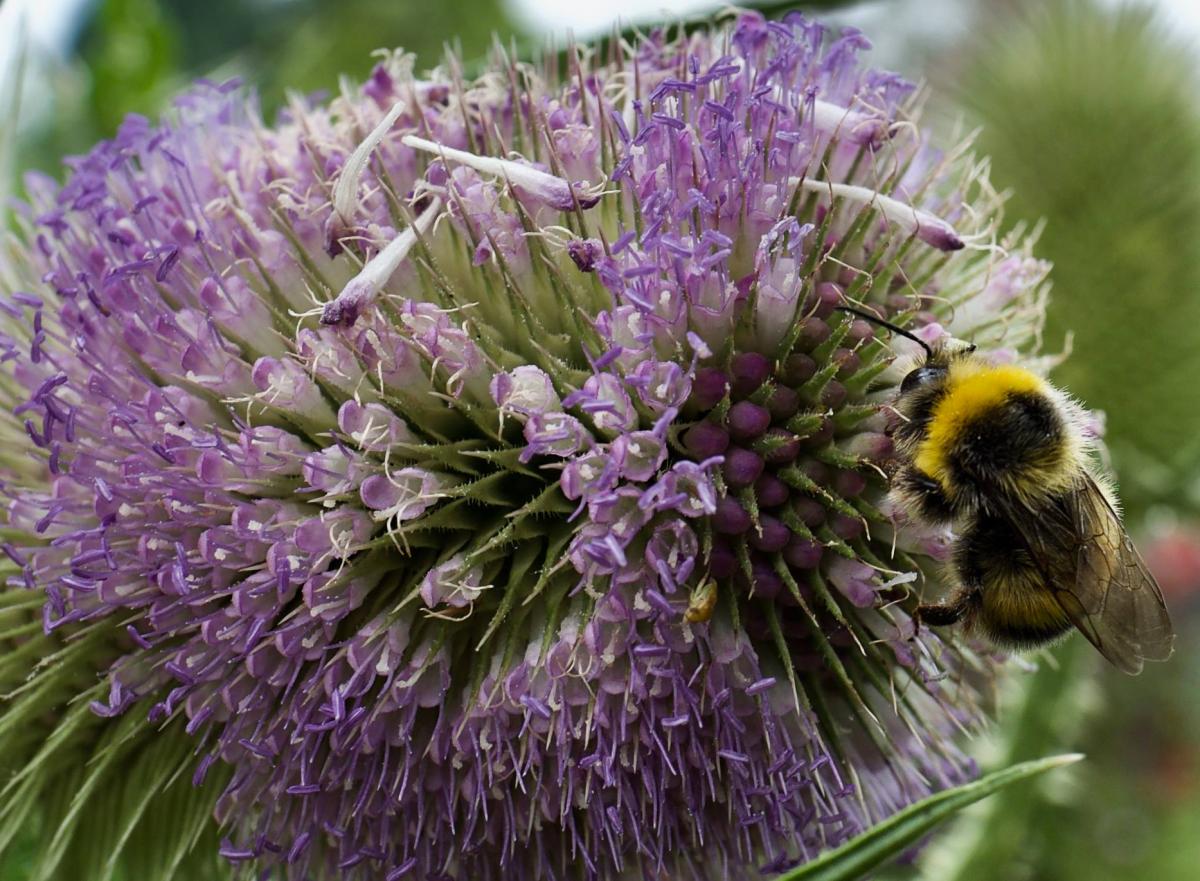 A bee on the teasel by Alan Williams. PUBLISHED: July 25, 2017.