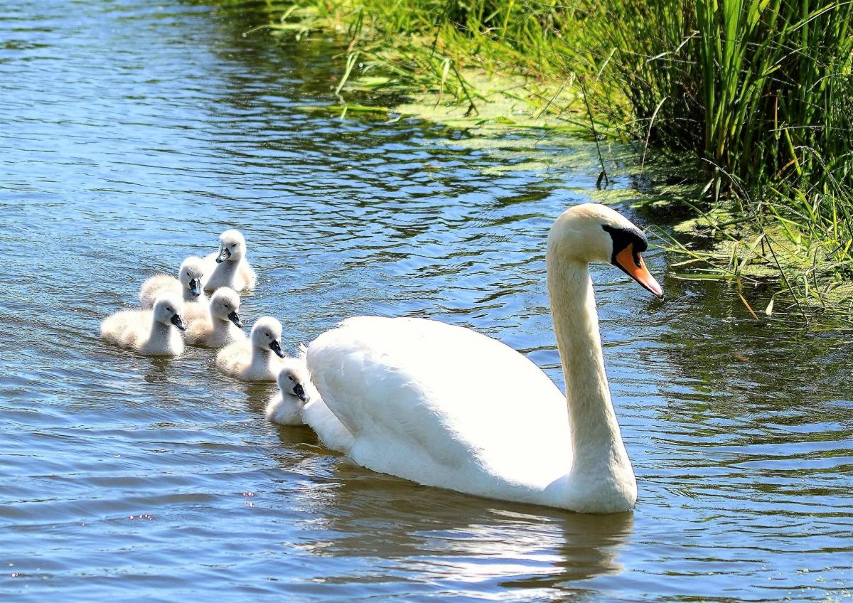 Swans take a trip near Mark by Andy Linthorne. PUBLISHED: August 8, 2017.
