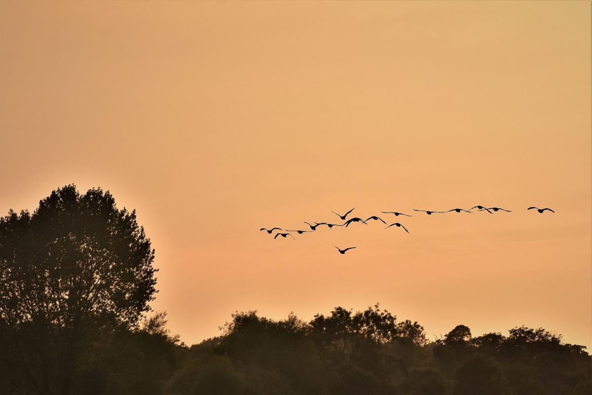 Greylag geese at sunset by Andy Linthorne. PUBLISHED: August 29, 2017.