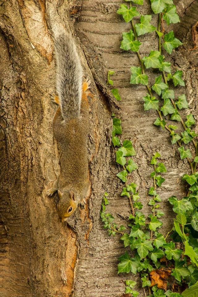 Spot the squirrel by Angela Crockford. PUBLISHED: August 29, 2017.