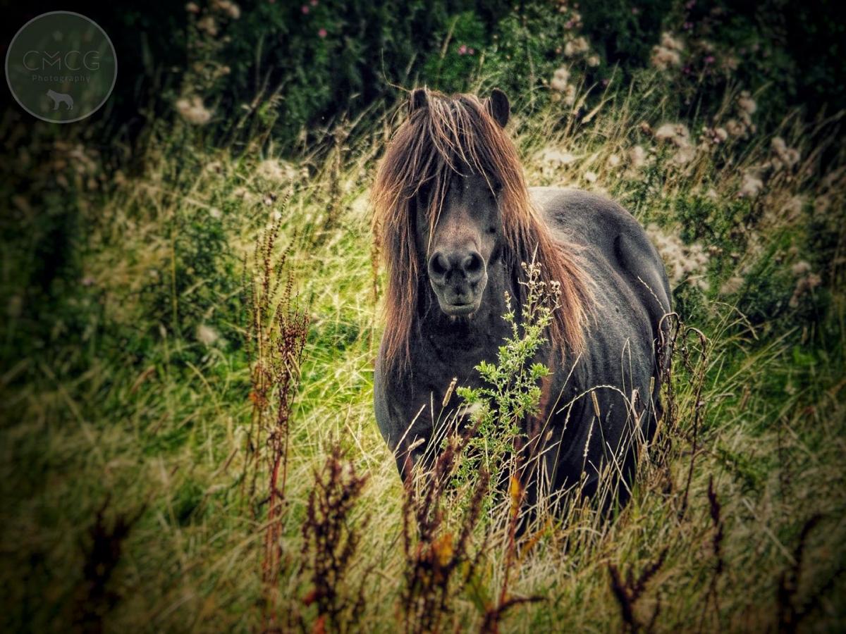 Fflam the horse enjoying the surroundings by Charlotte McGlynn. PUBLISHED: August 29, 2017.
