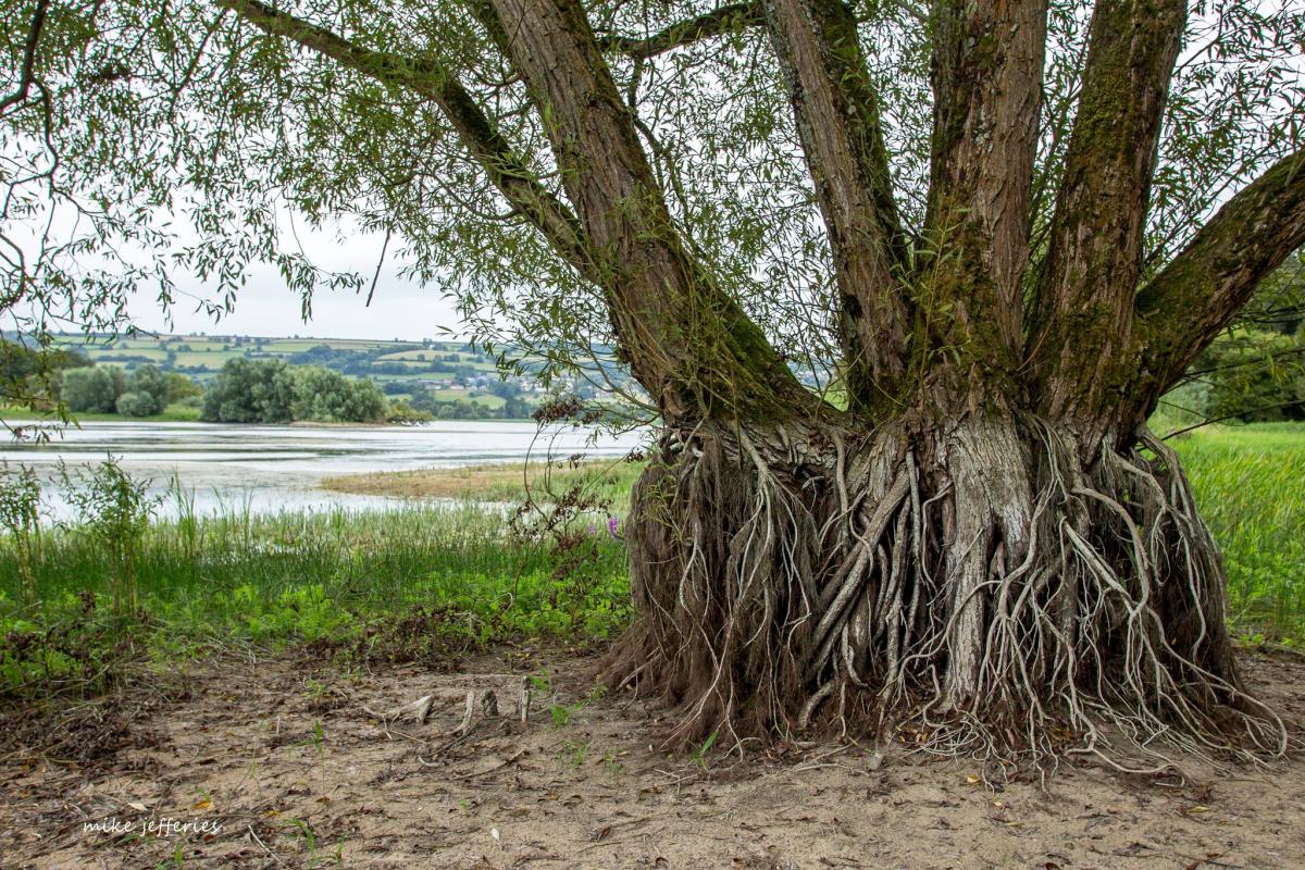 Tree roots at Blagdon Lake by Mike Jefferies. PUBLISHED: August 29, 2017.