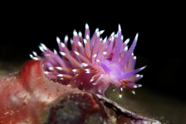 RARE: A nudibranch (Flabellina pedata) glides over a red sponge, pictured by Alexander Mustard