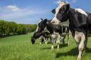 Holstein cow, stock image.