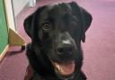 Buddy the black Labrador has been helping pupils at Willowdown Primary in Bridgwater.