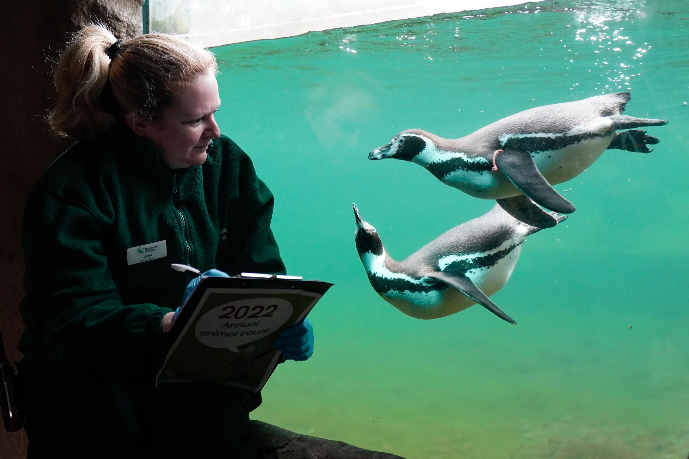 Marwell Zoo begins annual count of all creatures great and small - Vimarsana News