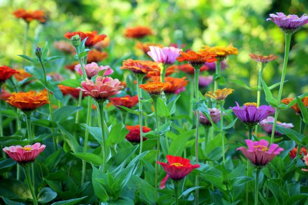 Bridgwater Mercury: Colourful flowers (Canva)