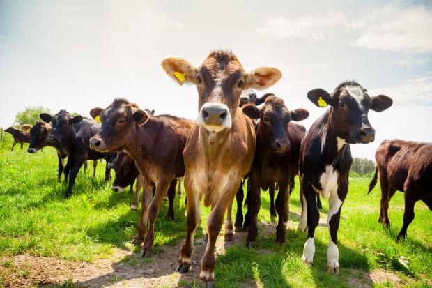 Farmers and walkers are being warned of the danger of cattle attacks