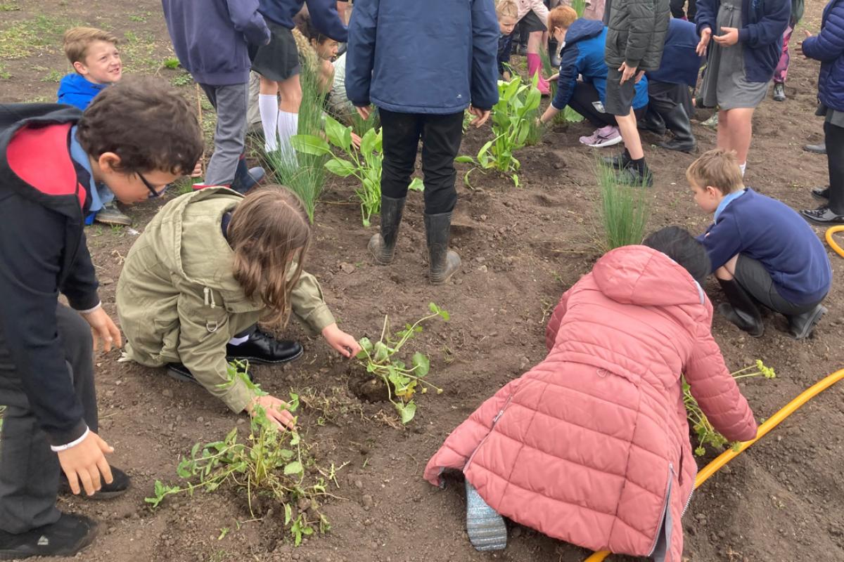 SEDGEMOOR District Council, alongside the Wildlife and Wetlands Trust and pupils from Northgate Primary School, have been planting on Brewery Field
