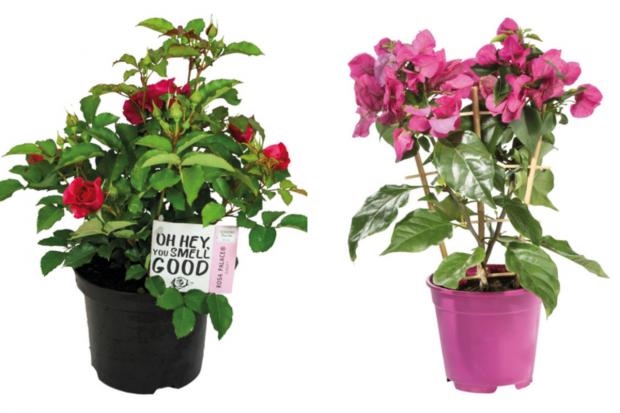 Bridgwater Mercury: (left) Garden Rose and (right) Bougainvillea (Lidl/Canva)