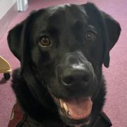 Buddy the black Labrador has been helping pupils at Willowdown Primary in Bridgwater.