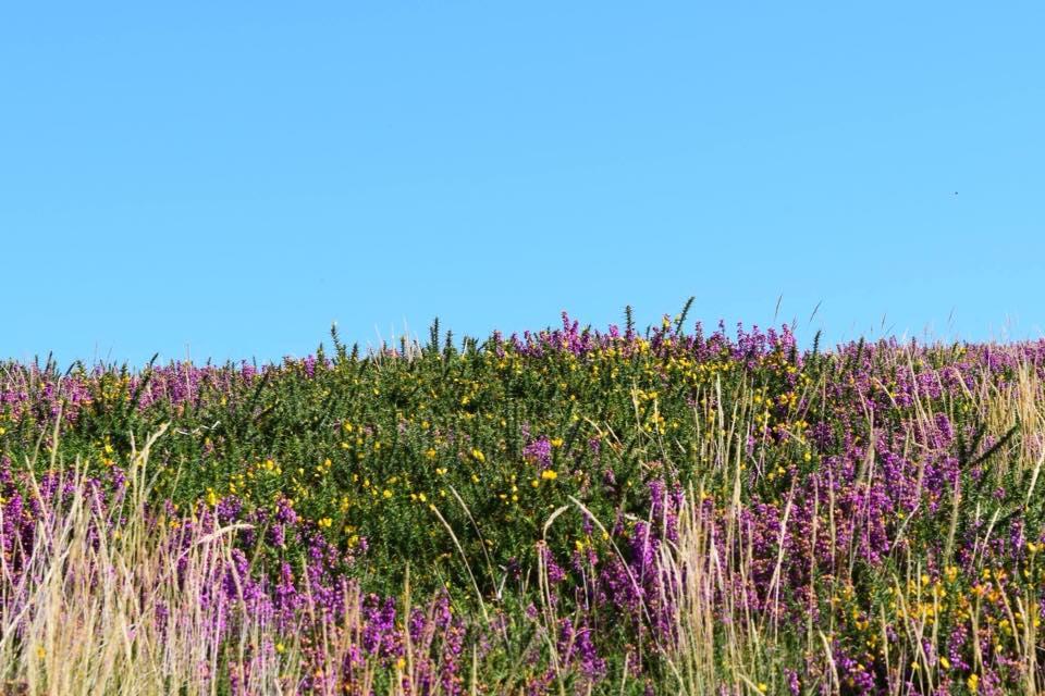 Heather and gorse on the Quantocks by Steve Speck. PUBLISHED: September 5, 2017.