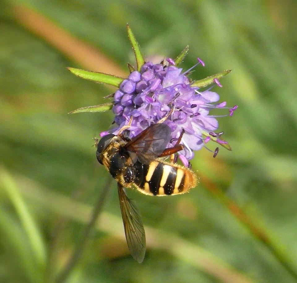 A bee at Shapwick Heath by Susan Cripps. PUBLISHED: September 5, 2017.
