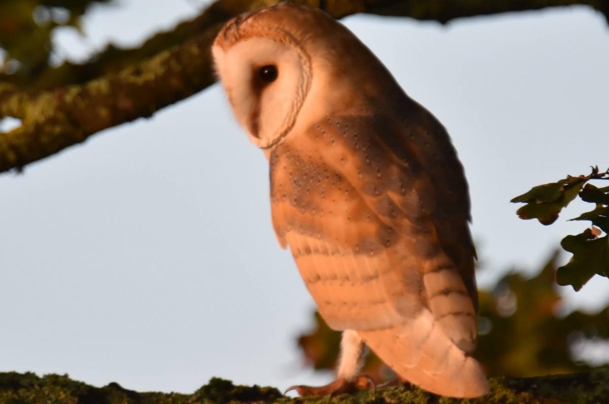BEHIND YOU: A barn owl near Glastonbury by Graham Brown. PUBLISHED: October 3, 2017