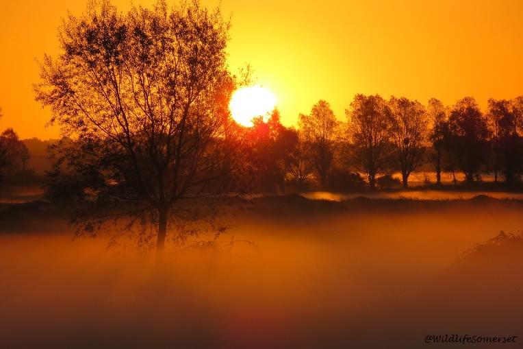 MISTY MORNING: Sunshine through the trees, by Stephen Hembery