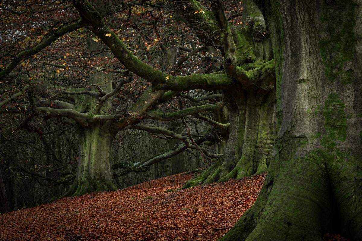 OLD GUARD: Trees in a Somerset wood, by Ben Hopkins. PUBLISHED: October 10, 2017