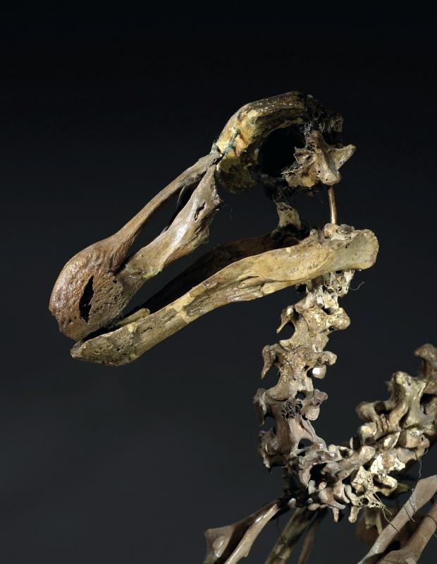 Bridgwater Mercury: AS DEAD AS: A rare dodo skeleton worth half a million pounds is to go up for auction next month.The last widely accepted sighting of a dodo was in 1662. Picture: SWNS