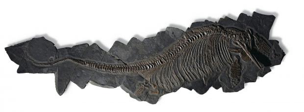 Bridgwater Mercury: JURASSIC: A Ichtyosaur skeleton - the largest swimming dinosaur fossil ever to be bid on. Picture: SWNS